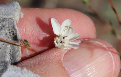 Blepharipappus scaber, photographed by Millie Basden