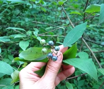 Cornus obliqua, photographed by caryaovata