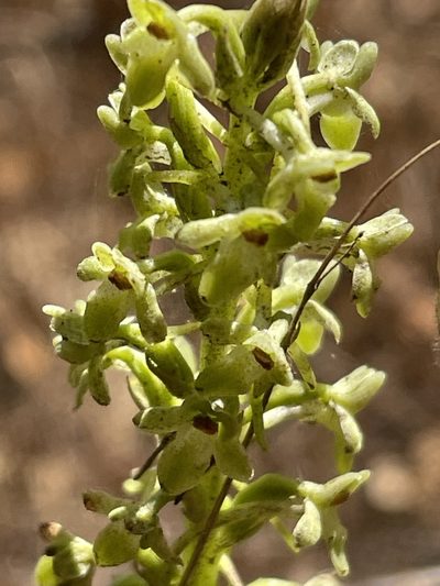 Platanthera michaelii, photographed by Irene