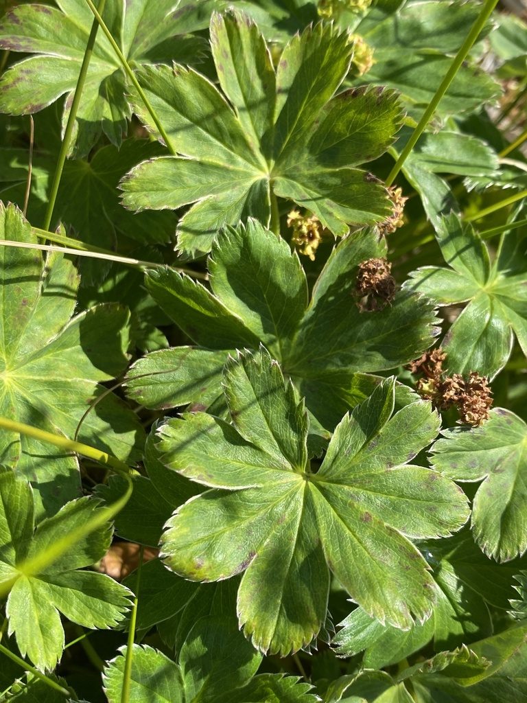 Alchemilla faeroensis, photographed by Alan Weakley