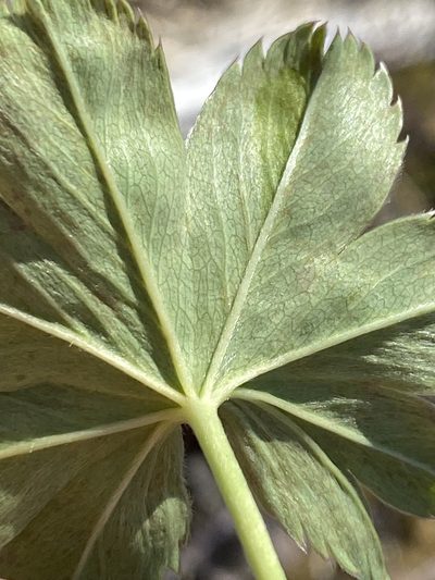 Alchemilla faeroensis, photographed by Alan Weakley