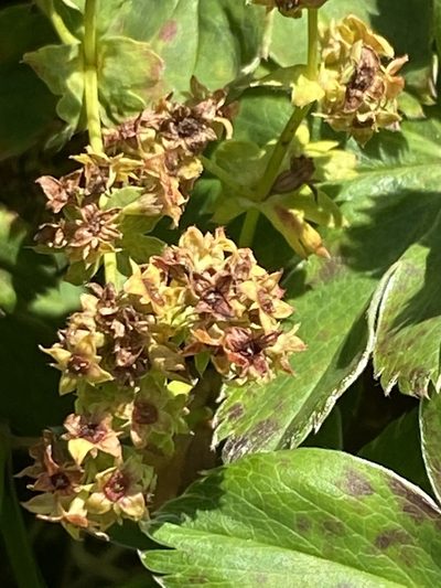 Alchemilla faeroensis, photographed by Alan Weakley
