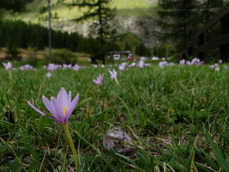 Colchicum alpinum, photographed by Isabella Paleari