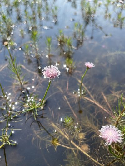 Sclerolepis uniflora, photographed by Kyle Rossner