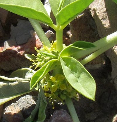 Cleomella oxystyloides, photographed by Wendy McCrady