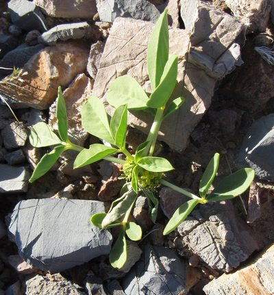 Cleomella oxystyloides, photographed by Wendy McCrady