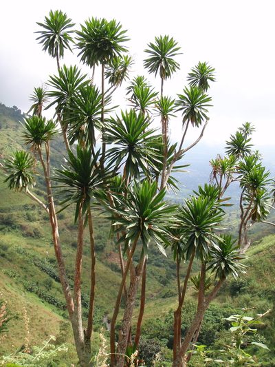 Dracaena steudneri, photographed by Carrie Seltzer
