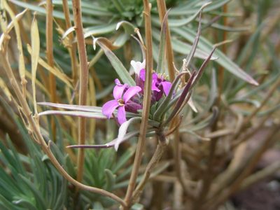 Erysimum scoparium, photographed by Jens-Christian Svenning