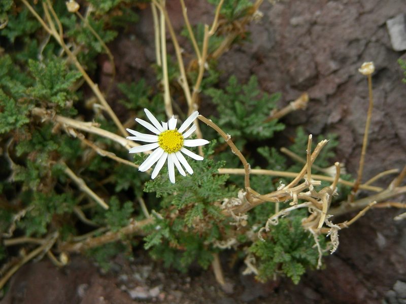 Argyranthemum tenerifae, photographed by Jens-Christian Svenning