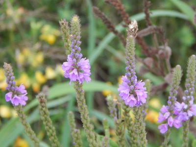 Verbena stricta, photographed by Tom Lazar