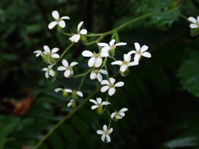 Boykinia occidentalis, photographed by Nolan Exe