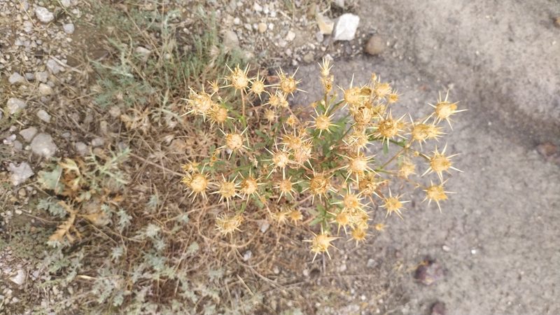 Centaurea salonitana, photographed by Анастасия Шавкина