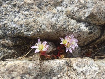 Sedum candolleanum, photographed by Ben Costamagna