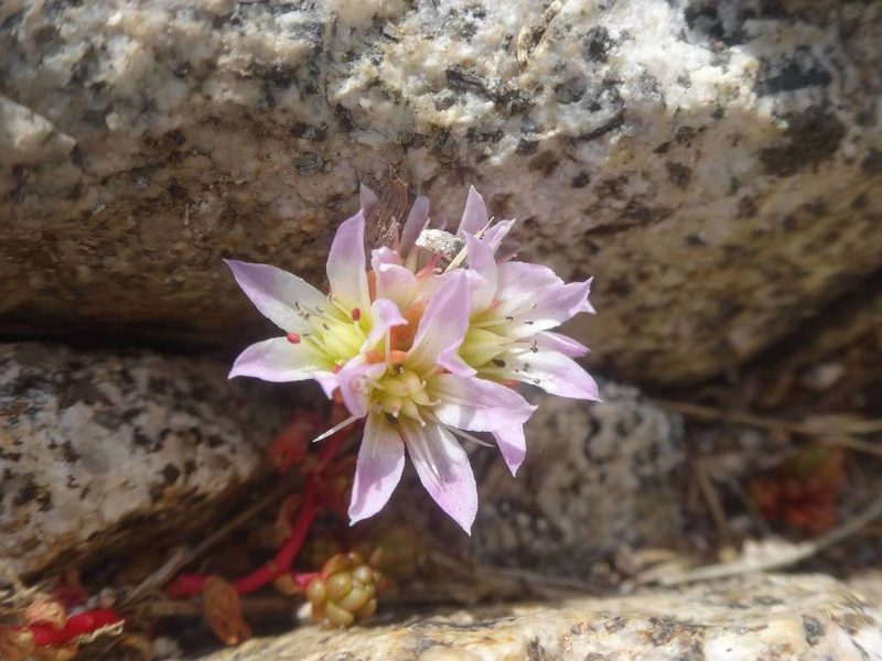 Sedum candolleanum, photographed by Ben Costamagna