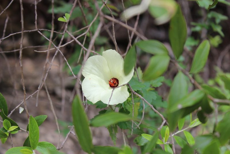 Hibiscus acicularis, photographed by Francisco Martínez González
