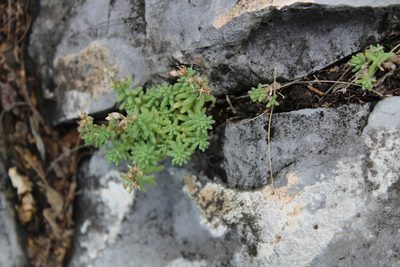 Sedum potosinum, photographed by Francisco Martínez González