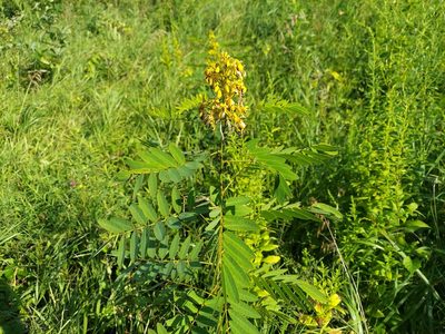 Senna marilandica, photographed by the swamp ass