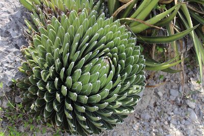 Agave victoriae-reginae, photographed by Francisco Martínez González