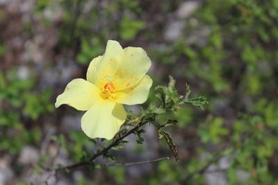 Hibiscus coulteri, photographed by Francisco Martínez González