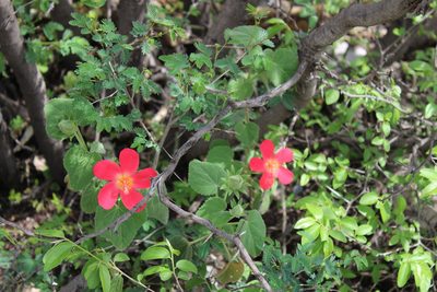 Hibiscus martianus, photographed by Francisco Martínez González