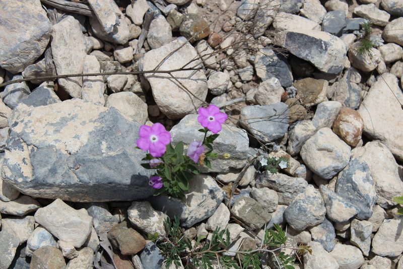 Hunzikeria texana, photographed by Francisco Martínez González