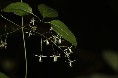 Clematis glycinoides, photographed by Greg Tasney