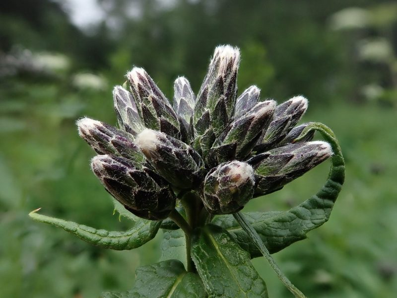 Saussurea americana, photographed by Nolan Exe