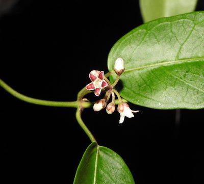 Leichhardtia fraseri, photographed by Greg Tasney