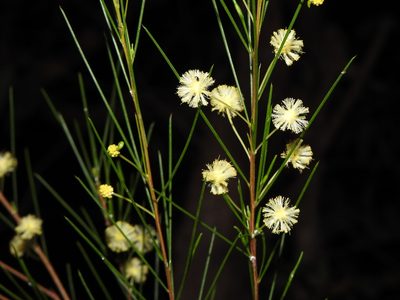 Acacia juncifolia, photographed by Greg Tasney
