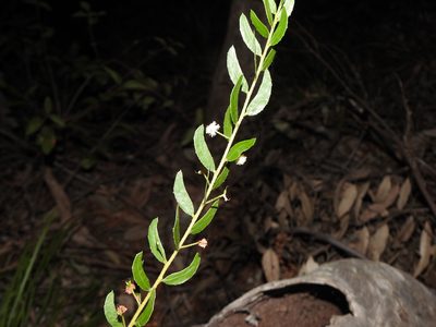 Acacia hispidula, photographed by Greg Tasney
