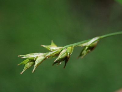 Carex laeviculmis, photographed by Nolan Exe