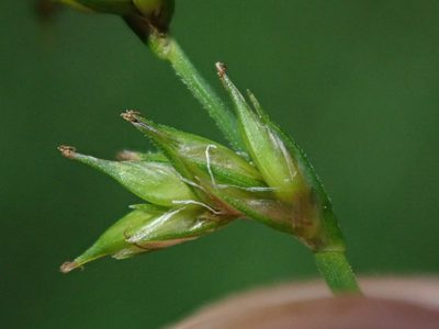 Carex laeviculmis, photographed by Nolan Exe