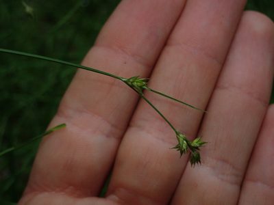 Carex laeviculmis, photographed by Nolan Exe