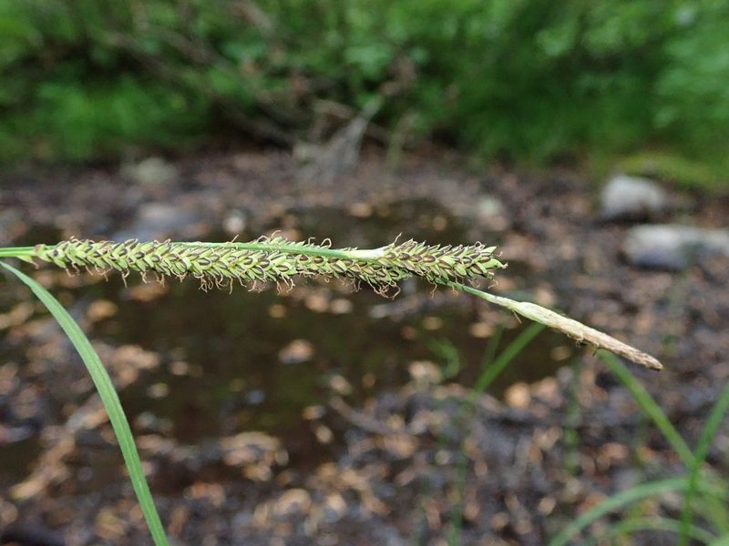 Carex kelloggii, photographed by Nolan Exe