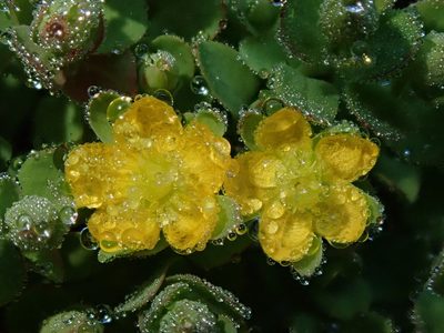 Hypericum anagalloides, photographed by Nolan Exe