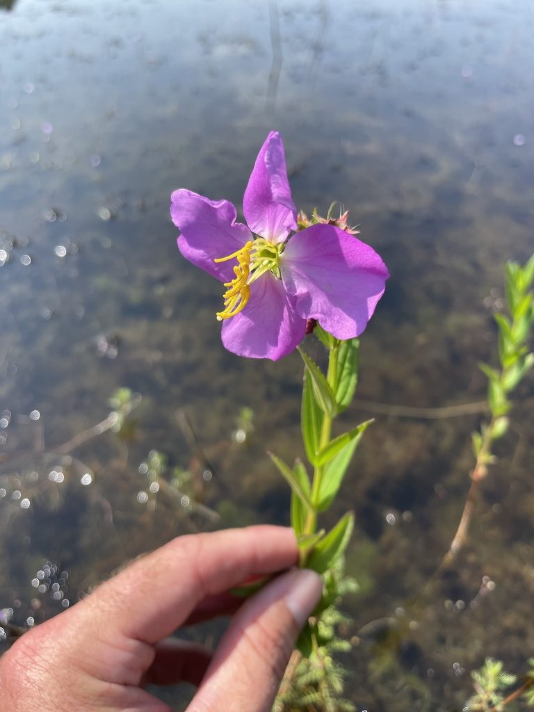 Rhexia aristosa, photographed by Kyle Rossner