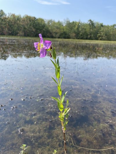 Rhexia aristosa, photographed by Kyle Rossner