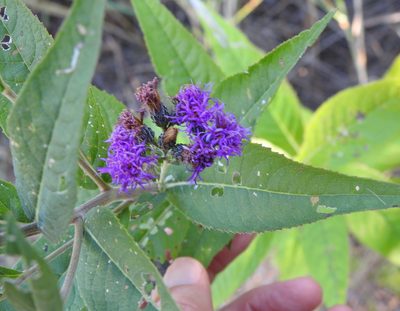 Vernonia baldwinii, photographed by saltyhiker