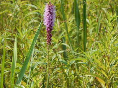 Liatris pycnostachya, photographed by Tom Lazar