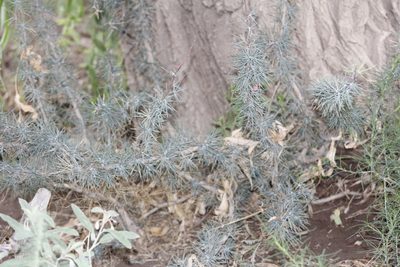 Berberis pinifolia, photographed by Juan Cruzado Cortés