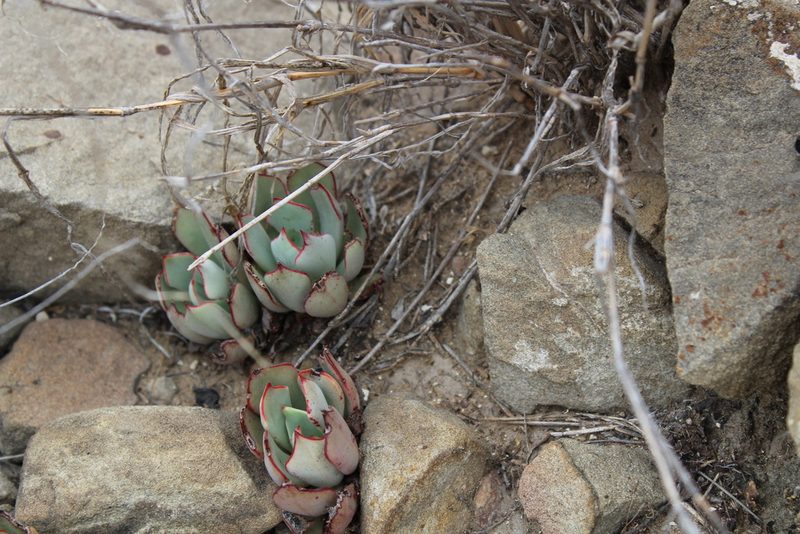 Echeveria strictiflora, photographed by Francisco Martínez González