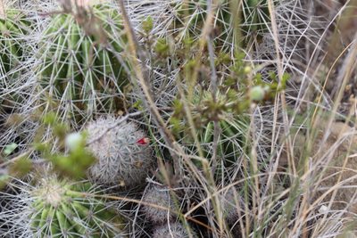 Mammillaria pottsii, photographed by Francisco Martínez González