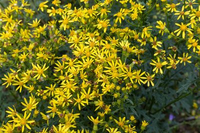 Senecio eremophilus, photographed by Bob Walker