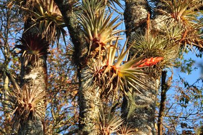Tillandsia ponderosa, photographed by Adriana Nelly Correa Sandoval