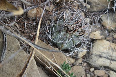 Astrophytum capricorne, photographed by Francisco Martínez González