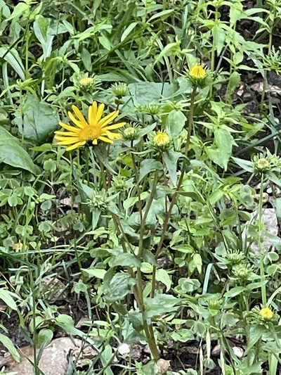 Grindelia scabra, photographed by CK2AZ