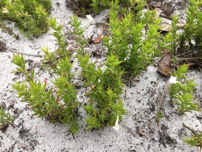 Gratiola hispida, photographed by Darren Oh
