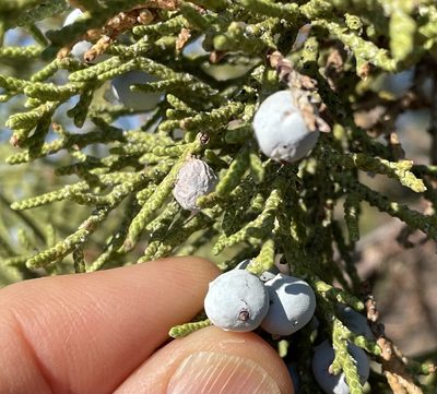 Juniperus occidentalis, photographed by Henrik Kibak