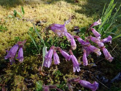 Penstemon davidsonii, photographed by Nolan Exe