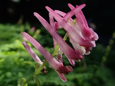 Corydalis scouleri, photographed by Nolan Exe